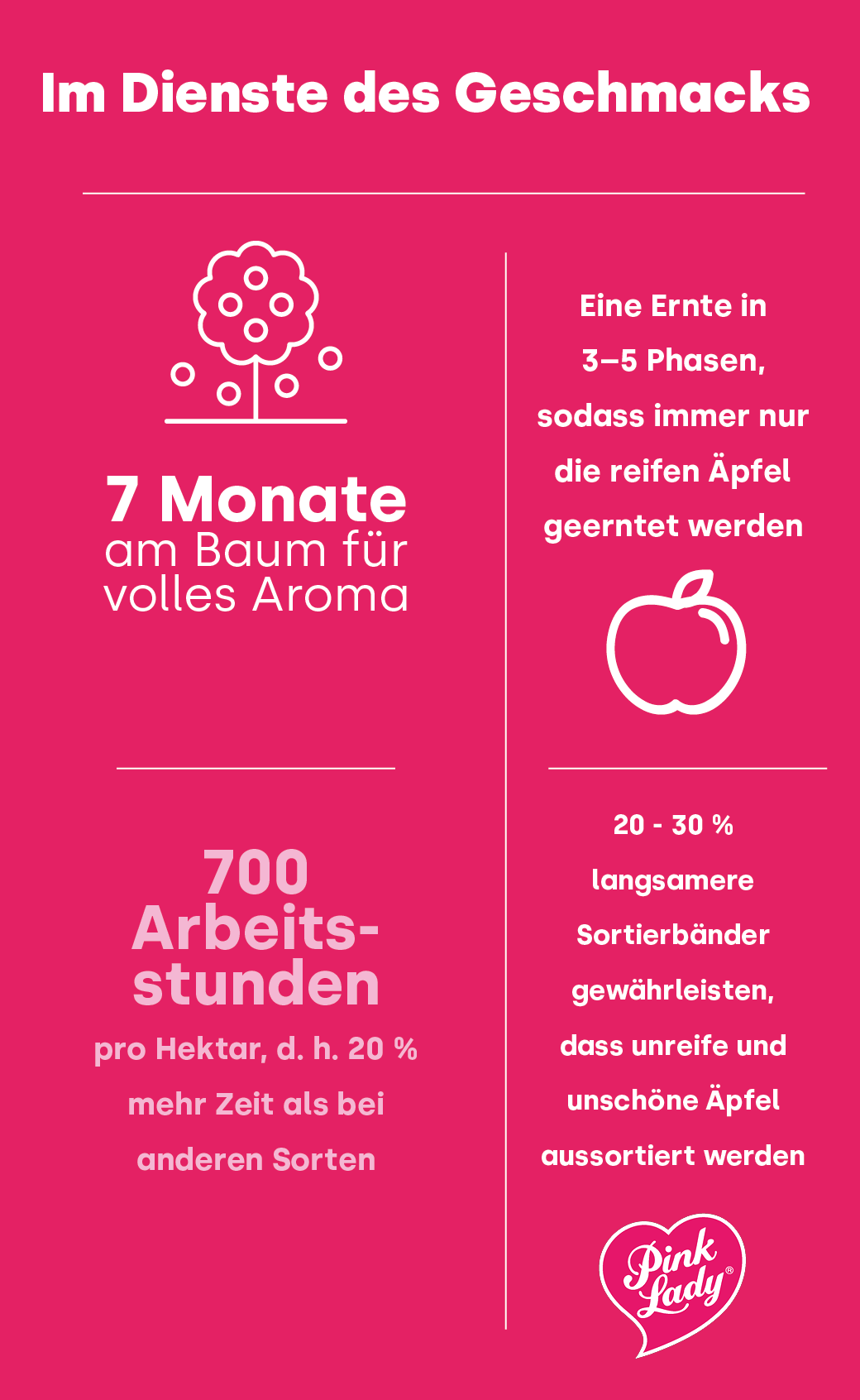 Pink Lady Infografik